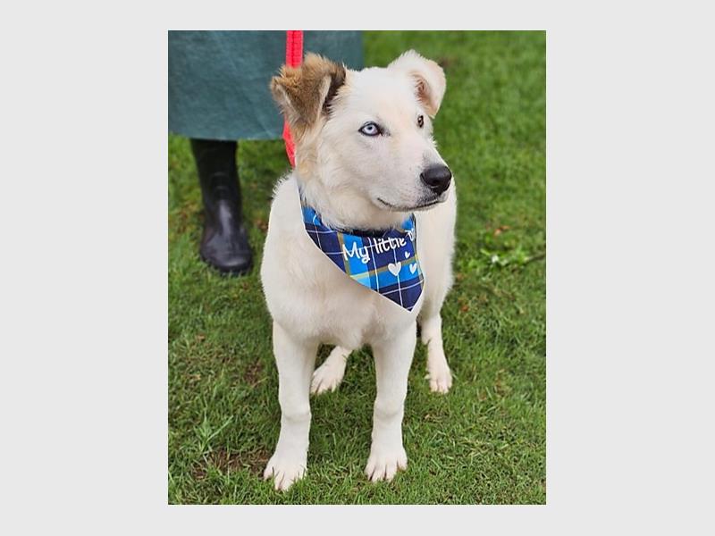 a cream white dog