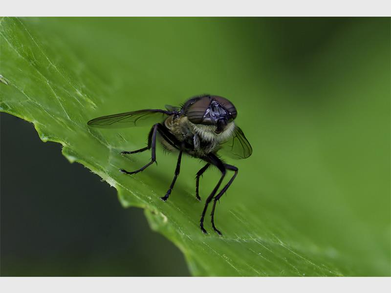 A close up of a fly on a green leaf.