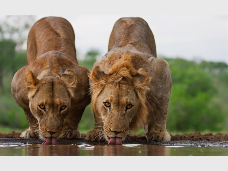 Two male lions drinking at a waterhole.
