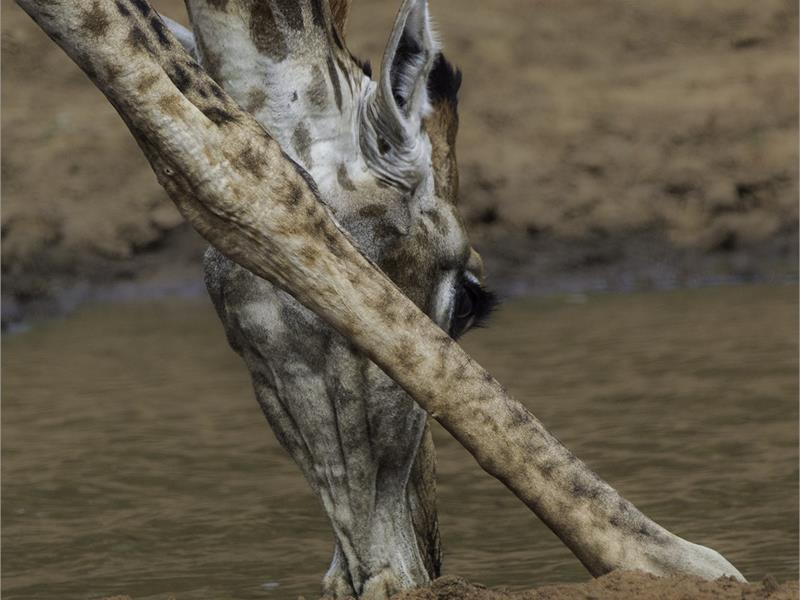 A view of a giraffe's one front leg and its head bending to drink water.