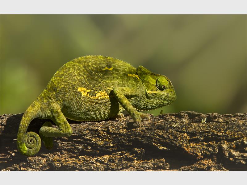 A green chameleon on a log, taken from a side view.