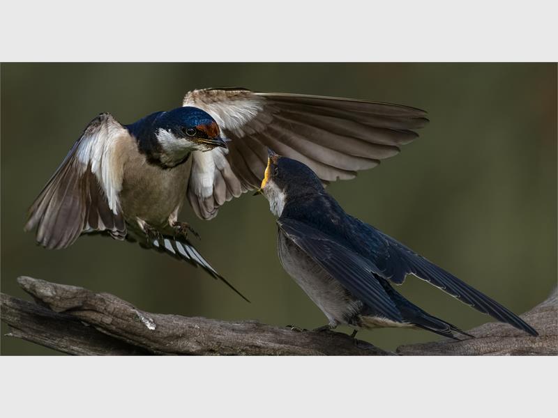 A mother bird coming into to land while a chick eagerly awaits being fed with its mouth open.