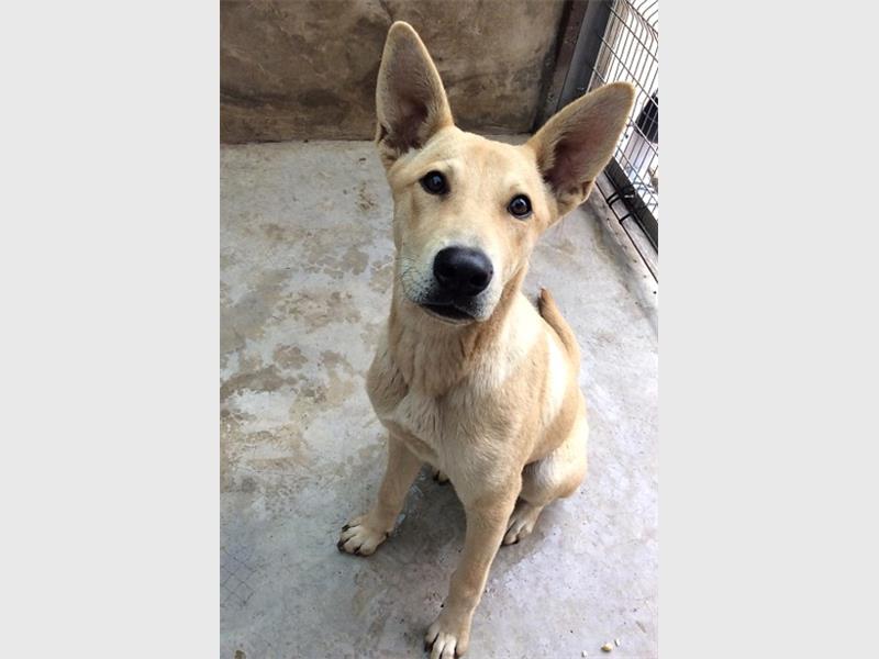 A beige dog with its ears up, in a kennel at the SPCA. 