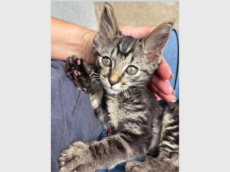 A tortoise-shell kitten sitting on someone's lap. 