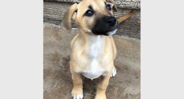 A small beige puppy with a black mouth and nose on a concrete floor.
