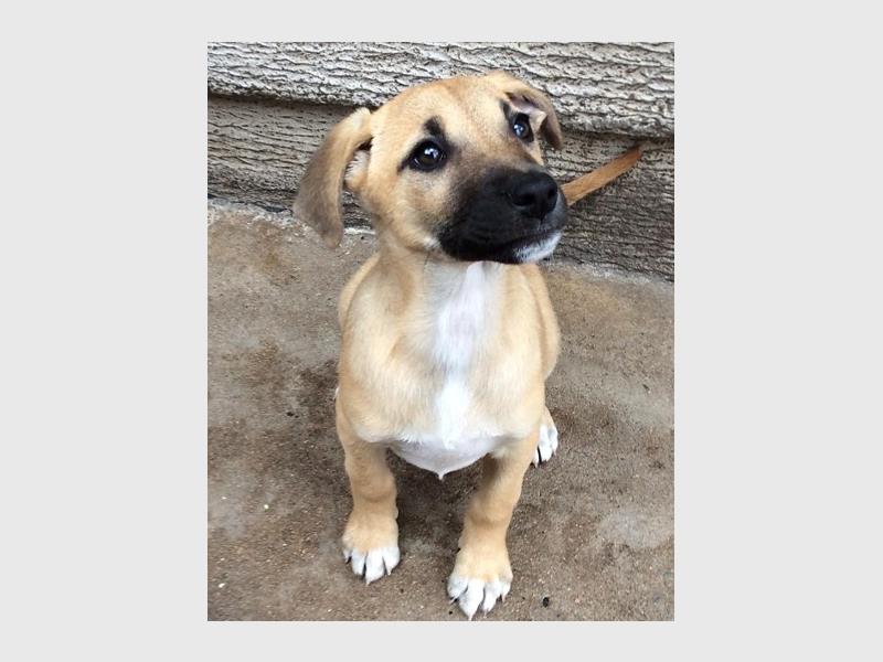 A small beige puppy with a black mouth and nose on a concrete floor.