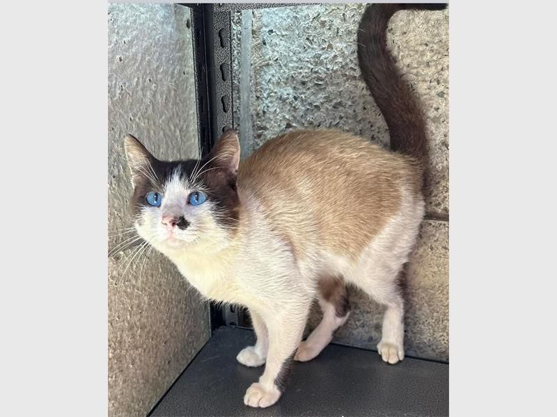 A beige, white and brown cat with blue eyes.