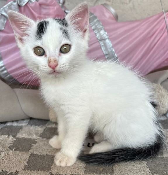 a white cat