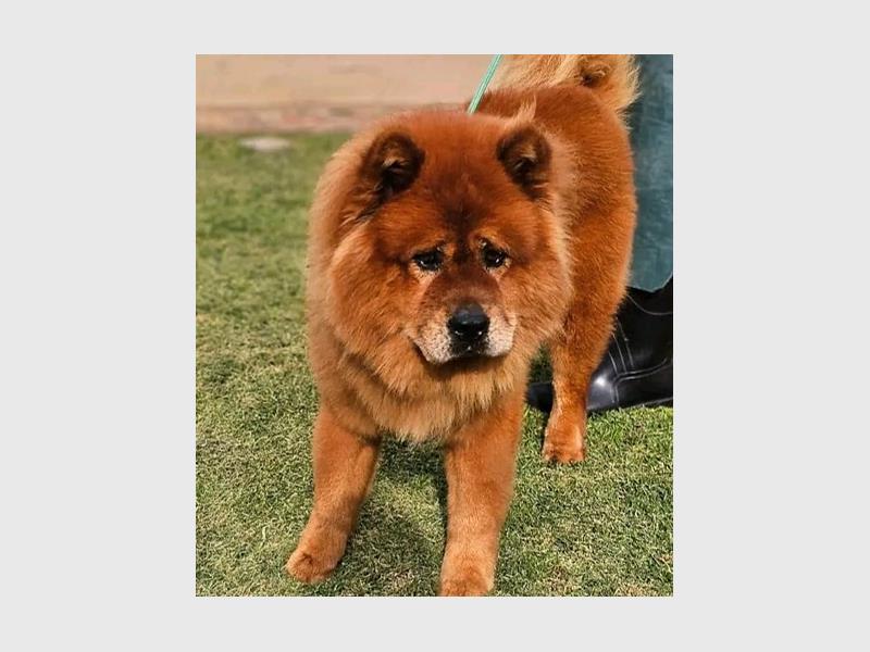 A brown Chow dog standing on grass. 
