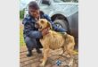 A NSPCA inspector and a dog