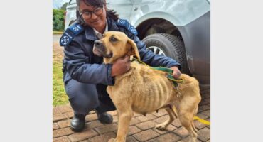 A NSPCA inspector and a dog