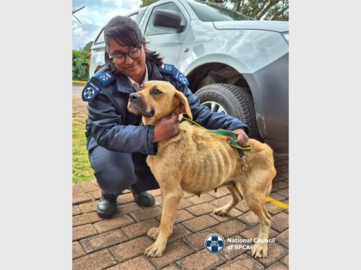 A NSPCA inspector and a dog