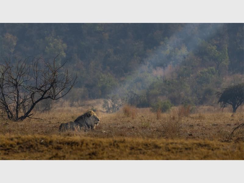 A photo of a lion lying in the open bush with sunlight beaming down on it. 