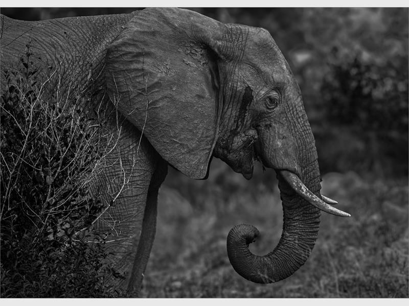 A black and white photo of an elephant's shoulders, head and trunk taken from the side. 