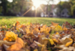 A ground level photo taken of a bed of autumn leaves of shades of yellow red and green in front of a sunset.