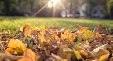A ground level photo taken of a bed of autumn leaves of shades of yellow red and green in front of a sunset.