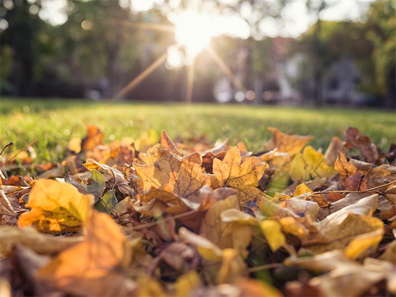 A ground level photo taken of a bed of autumn leaves of shades of yellow red and green in front of a sunset.