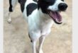 a black-and-white bicolour dog