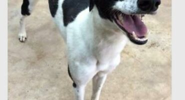 a black-and-white bicolour dog