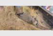 A Nile crocodile photographed on a bed of hay.