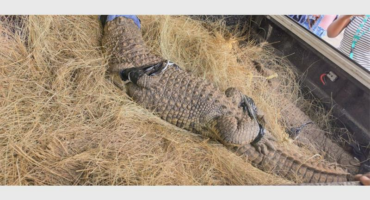 A Nile crocodile photographed on a bed of hay.