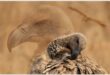 A photograph of a vulture pruning its wing with the faded image of another vulture in the background.