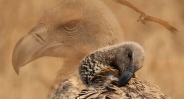 A photograph of a vulture pruning its wing with the faded image of another vulture in the background.