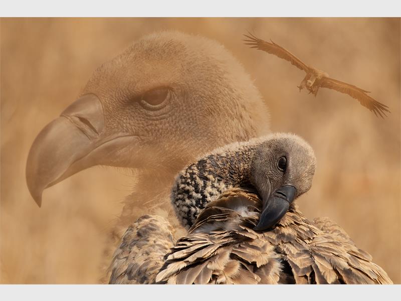 A photograph of a vulture pruning its wing with the faded image of another vulture in the background.