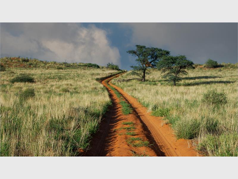 A photo of a dirt road slicing through green bushveld with two green torn trees to the right. 