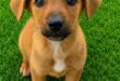 A cross-Jack Russell puppy