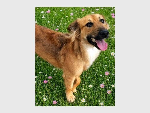 A female cross-Collie.