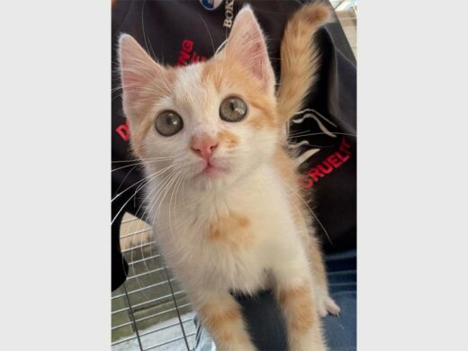 A male ginger-and-white kitten 