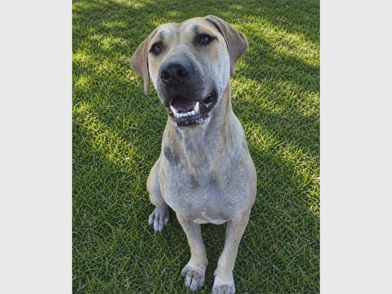 Contact the Boksburg SPCA on 067 409 4267 or 083 763 6311, or visit their premises in Railway Street, Boksburg.