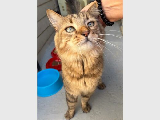 A Tabby cat