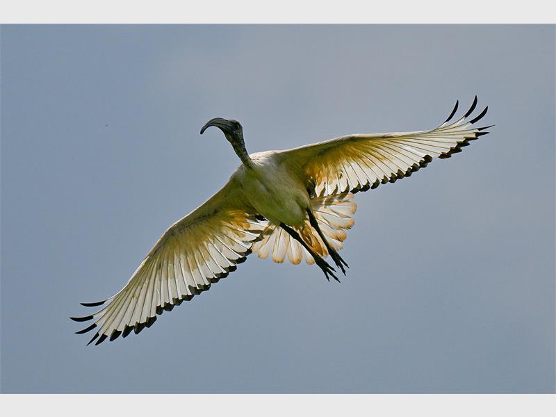 A bird photographed in the air from underneath with wings outstretched against a clear sky.