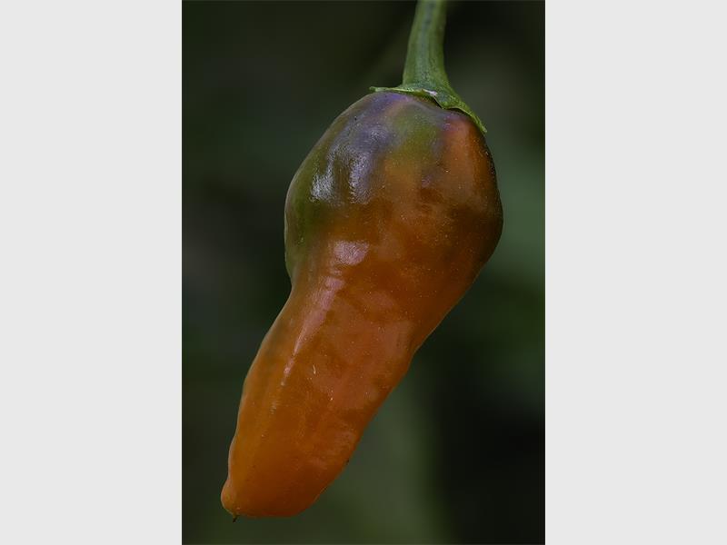 A green and orange pepper with a stalk.