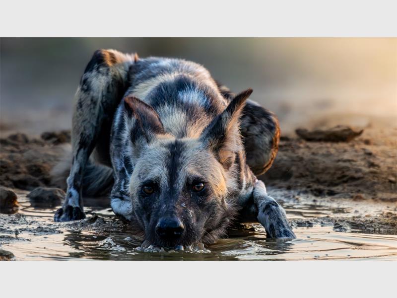 A hyena lying down in water looking at the camera.