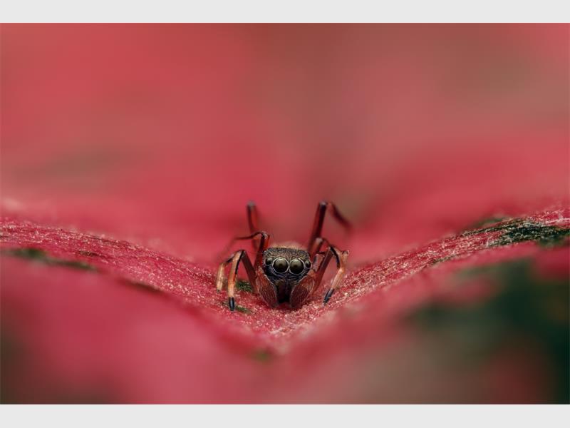 A close up photo of a spider on a pink flower.