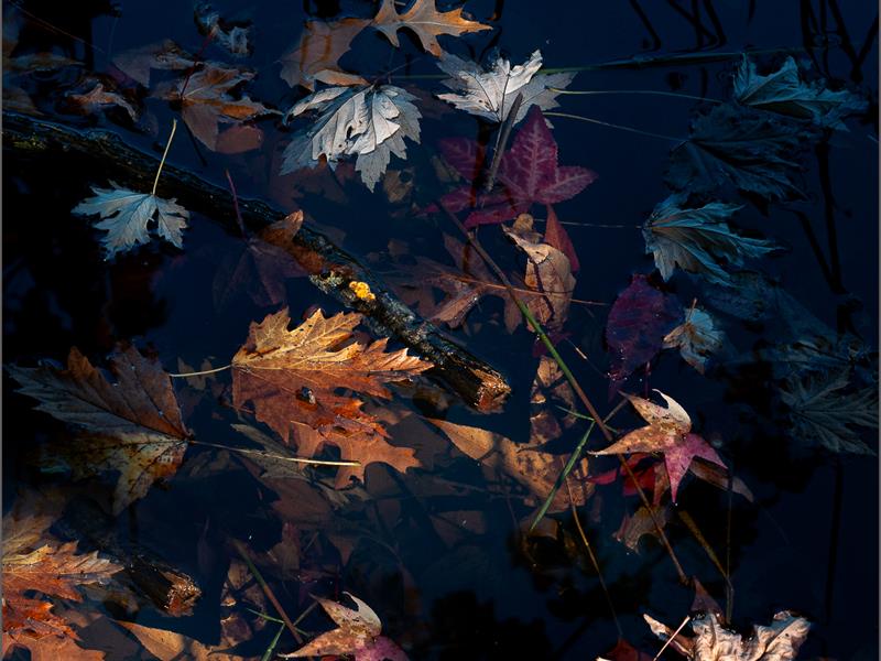 Autumn leaves of different colours floating in water.