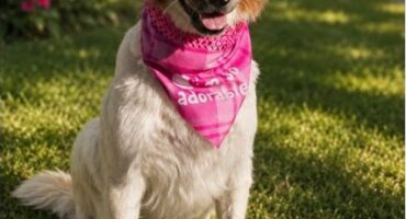 A DOG