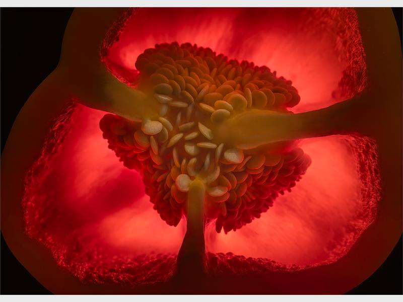 A very close up of the inside of a capsicum in shades of pink and green.