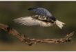 A bird in flight above a tree branch with its wings both outstretched forward.