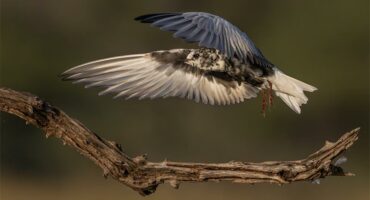 A bird in flight above a tree branch with its wings both outstretched forward.