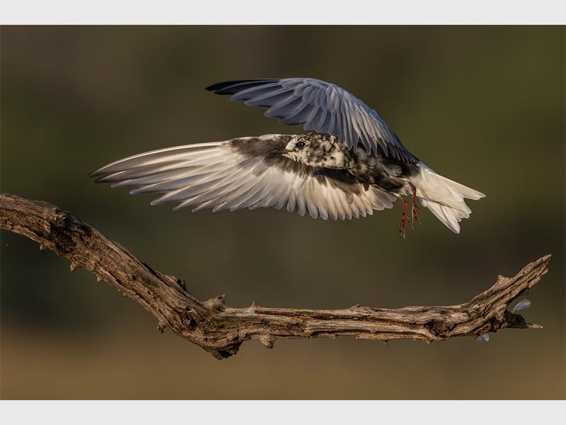 A bird in flight above a tree branch with its wings both outstretched forward.