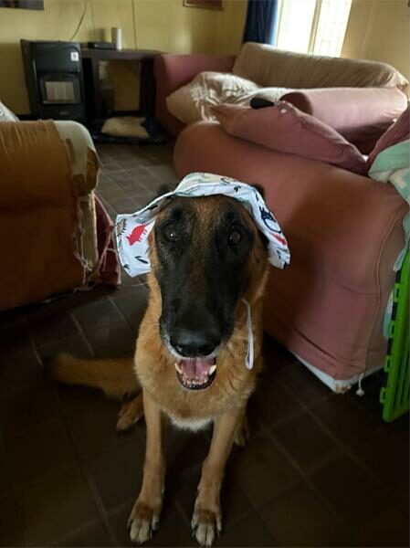 Dog wearing a white hat
