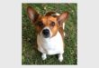 A Jack Russel dog sitting on grass looking up at the camera.