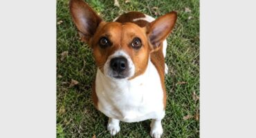 A Jack Russel dog sitting on grass looking up at the camera.