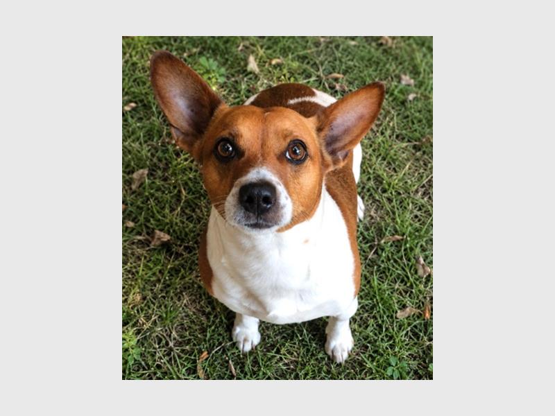 A Jack Russel dog sitting on grass looking up at the camera.
