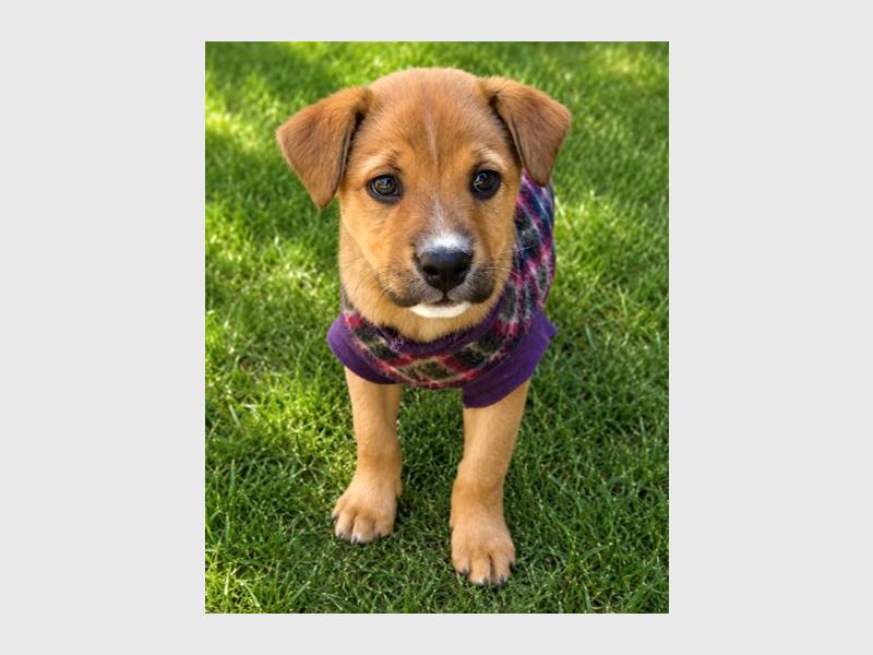 Why not open your heart and home to a pet in need of a second chance at love and happiness?