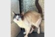 A photo of a cat with black, white and ginger colouring with its tail in the air taken inside a kennel at SPCA.